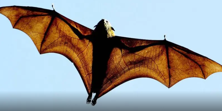 El otro virus que preocupa en Asia (y cómo trabajan los científicos para que no provoque otra pandemia)