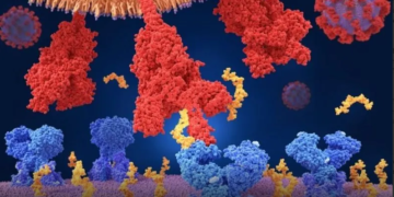 Coronavirus: cuál es la diferencia entre mutaciones, variantes y una cepa