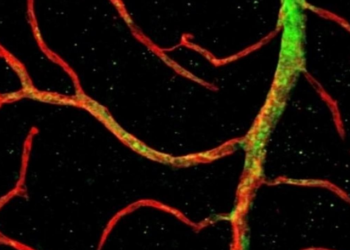 Desarrollan la primera tecnología endovascular que puede explorar capilares