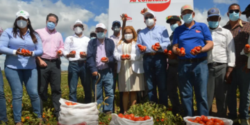 Más de 900 pequeños productores de tomate industrial beneficiados con financiamiento a tasa cero del BAGRICOLA