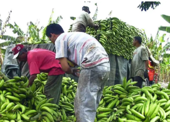 La sobreproducción de plátanos provocará una reducción en su precio
