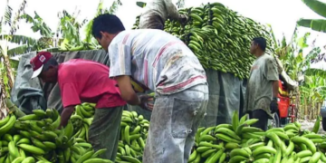 La sobreproducción de plátanos provocará una reducción en su precio
