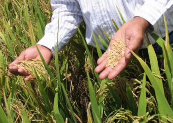 Banreservas aprueba RD$6,000 millones para producción de arroz 2021-2022