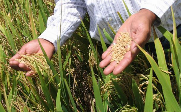 Banreservas aprueba RD$6,000 millones para producción de arroz 2021-2022
