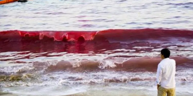 Tóxica marea roja causa nueva mortandad de peces en la Florida